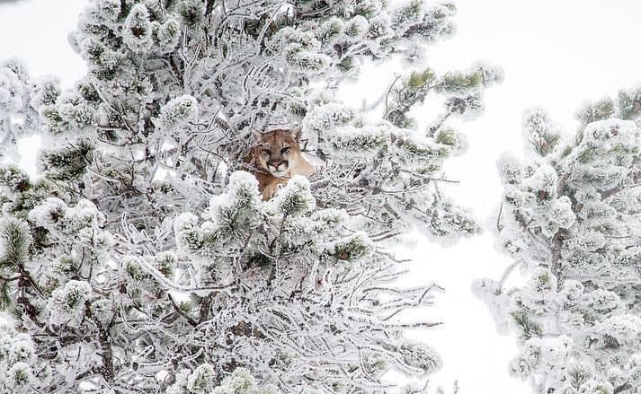 cat in tree